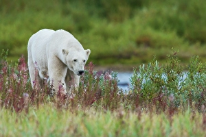 Sub Arctic Prints: Polar bear exploring the shoreline of Hudson Bay for a possible meal, Northern Manitoba