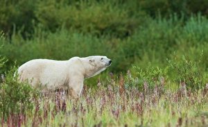 Sub Arctic Prints: Polar bear pauses for a moment to sniff the air near Hudson Bay