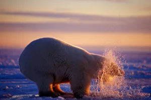 Nanook Prints: Polar bear pulling its head out of a hole in the ice, sunrise, 1002 coastal plain