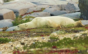 Sub Arctic Prints: Polar bear rests along the shoreline of Hudson Bay