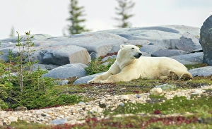 Polar bear rests along the shoreline of Hudson Bay