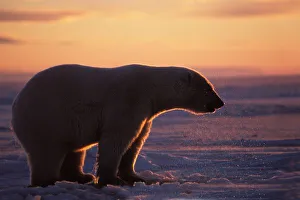 Nanook Prints: Polar bear silhouette