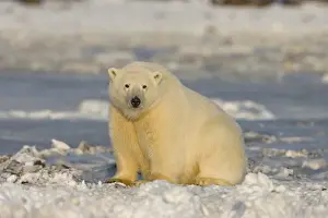 Anwr Prints: A polar bear sits on the frozen surface of the Beaufort Sea while hunting for prey