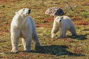 Manitoba Prints: Polar bear sow catching a scent in the air