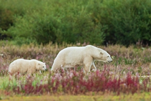 Sub Arctic Prints: Polar bear sow with cub exploring an inlet stream to the Hudson Bay, Northern Manitoba