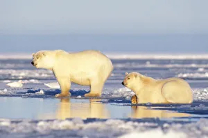 Nanook Prints: Polar bear sow with cub, pack ice