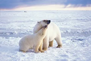 Nanook Prints: Polar bear sow with cub, pack ice of the frozen coastal plain, 1002 area, Arctic