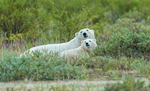 Sub Arctic Prints: Polar bear sow with her cub rests in the willows near the shoreline of Hudson Bay