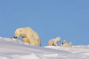 Nanook Prints: Polar bear sow feeding on grass to get her digestive system going as her newborn spring cubs play