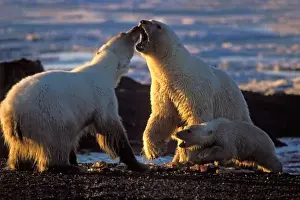 Nanook Prints: Polar bear sows with cub at side