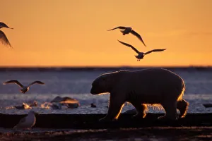 Nanook Prints: Polar bear at sunrise