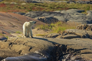 Sub Arctic Prints: Polar bear testing the air on the arctic tundra late summer landscape