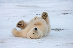 Images Dated 18th October 2005: polar bear, Ursus