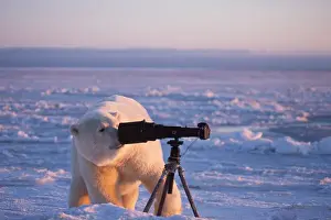polar bear, Ursus maritimus, checking out the photographers camera and tripod