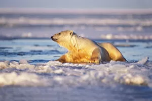 Images Dated 9th November 2005: polar bear, Ursus maritimus, climbing onto the pack ice of the frozen coastal plain