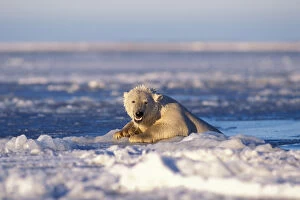 polar bear, Ursus maritimus, climbing out of the water onto the pack ice of the frozen