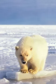 Images Dated 9th November 2005: polar bear, Ursus maritimus, cub on the pack ice of the frozen coastal plain, 1002