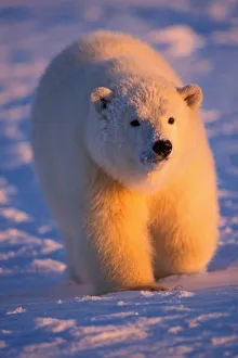 Nanook Prints: polar bear, Ursus maritimus, cub on the pack ice at sunset, 1002 area of the Arctic