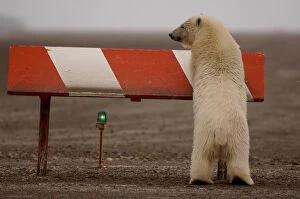 polar bear, Ursus maritimus, cub playing on a marker along an airport runway, 1002