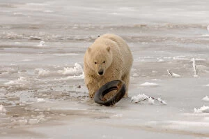 polar bear, Ursus maritimus, cub playing with a tire on the pack ice, 1002 coastal