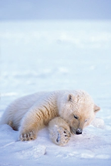 Anwr Prints: polar bear, Ursus maritimus, cub resting on the pack ice, 1002 area of the Arctic