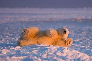 Images Dated 28th October 2006: polar bear, Ursus maritimus, cub rolling around on the pack ice, 1002 coastal plain