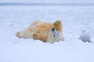 Images Dated 27th October 2006: polar bear, Ursus maritimus, cub rolling around on the pack ice, 1002 coastal plain