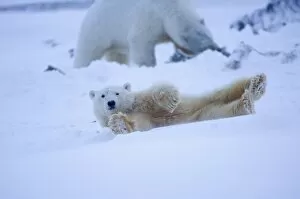 Images Dated 24th October 2006: polar bear, Ursus maritimus, cub rolling around on the pack ice, 1002 coastal plain