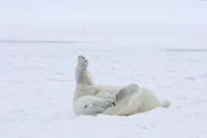 Images Dated 26th October 2006: polar bear, Ursus maritimus, cub rolling around on the pack ice, 1002 coastal plain