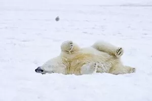 Images Dated 26th October 2006: polar bear, Ursus maritimus, cub rolling around on the pack ice, 1002 coastal plain