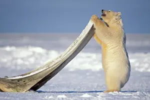 polar bear, Ursus maritimus, cub scratching itself with a bowhead whale, Balaena mysticetus