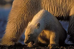 polar bear, Ursus maritimus, cub sits safely under its mothers belly, 1002 coastal