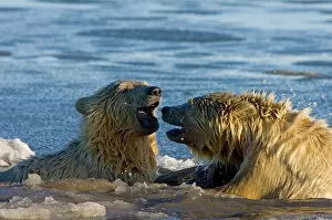 Images Dated 12th October 2006: polar bear, Ursus maritimus, cub swims in the water, 1002 coastal plain of the Arctic