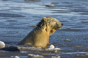 Images Dated 12th October 2006: polar bear, Ursus maritimus, cub swims in the water, 1002 coastal plain of the Arctic