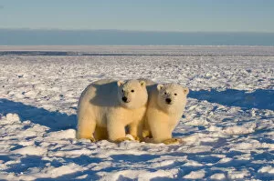 Images Dated 28th October 2006: polar bear, Ursus maritimus, cubs play, 1002 coastal plain of the Arctic National Wildlife Refuge