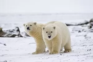 Images Dated 23rd October 2006: polar bear, Ursus maritimus, cubs play, 1002 coastal plain of the Arctic National Wildlife Refuge