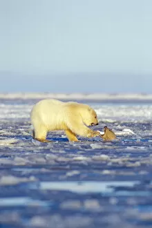 polar bear, Ursus maritimus, cubs playing, one in the water and the other on the pack ice