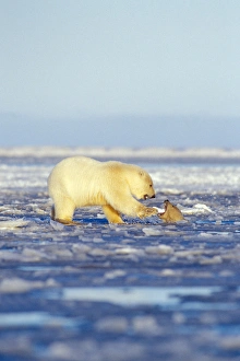 Images Dated 9th November 2005: polar bear, Ursus maritimus, cubs playing, one in the water and the other on the pack ice