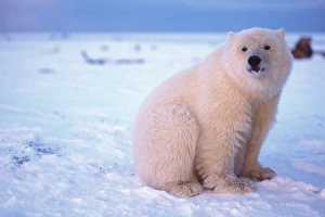 Anwr Prints: polar bear, Ursus maritimus, curious cub on the pack ice, 1002 area of the Arctic