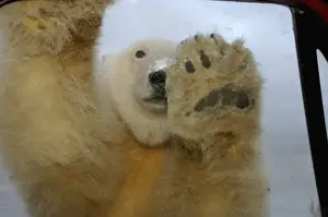 Images Dated 13th October 2005: polar bear, Ursus maritimus, curiously checks out truck, 1002 coastal plain of