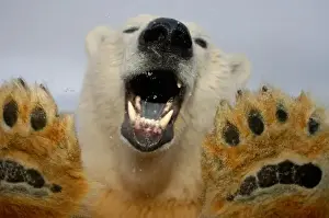 Images Dated 19th October 2005: polar bear, Ursus maritimus, curiously looks in truck window, 1002 coastal plain
