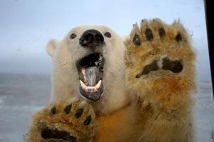Images Dated 13th October 2005: polar bear, Ursus maritimus, curiously looks in truck window, 1002 coastal plain