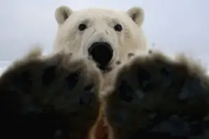 Images Dated 10th October 2005: polar bear, Ursus maritimus, curiously looks in truck window, 1002 coastal plain