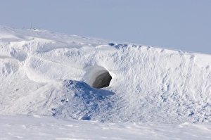Images Dated 28th March 2006: polar bear, Ursus maritimus, den along the Arctic coast, eastern Arctic National Wildlife Refuge