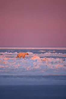 polar bear, Ursus maritimus, during fall pile up of rough ice, 1002 coastal plain