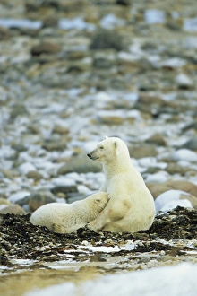 Nursing Prints: Polar Bear (Ursus maritimus) female nursing cub, Churchill, Manitoba, Canada