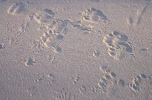 Images Dated 26th March 2006: polar bear, Ursus maritimus, footprints outside a recently vacated den site along the Arctic coast