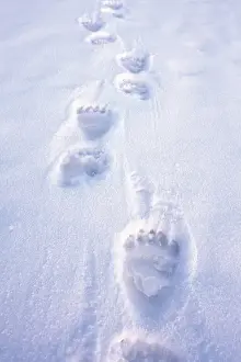 Images Dated 4th October 2006: polar bear, Ursus maritimus, footprints on the pack ice of the frozen coastal plain