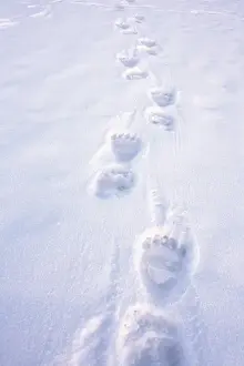 polar bear, Ursus maritimus, footprints on the pack ice of the frozen coastal plain