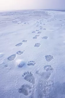 Images Dated 9th November 2005: polar bear, Ursus maritimus, fresh tracks on the pack ice of the 1002 coastal plain